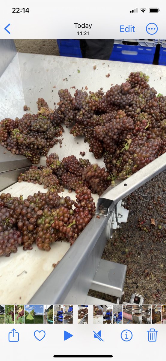 Huge Pinot Gris harvest this year, even our press looks exhausted by another trailer load! 🍇🍇😄

#MoreGrapes #BumperHarvest #PinotGris #Harvest2023