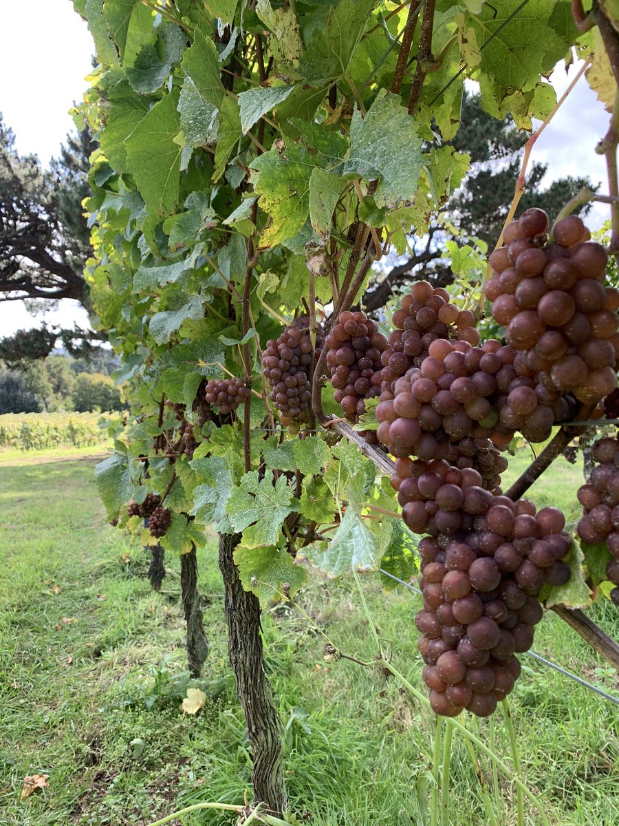 StophamVineyard's tweet photo. Huge Pinot Gris harvest this year, even our press looks exhausted by another trailer load! 🍇🍇😄

#MoreGrapes #BumperHarvest #PinotGris #Harvest2023 https://t.co/xCAsSBP28H