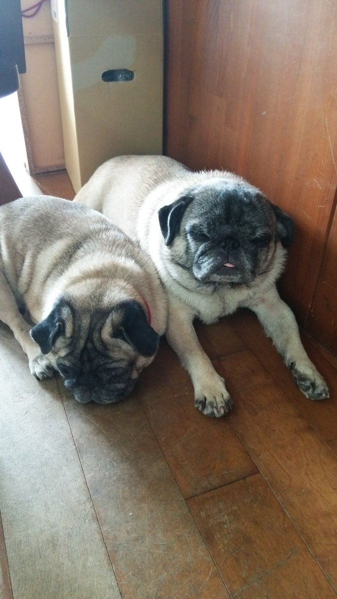 双子♂♀　一心同体💚
いつも二匹が寄り添ってます😍