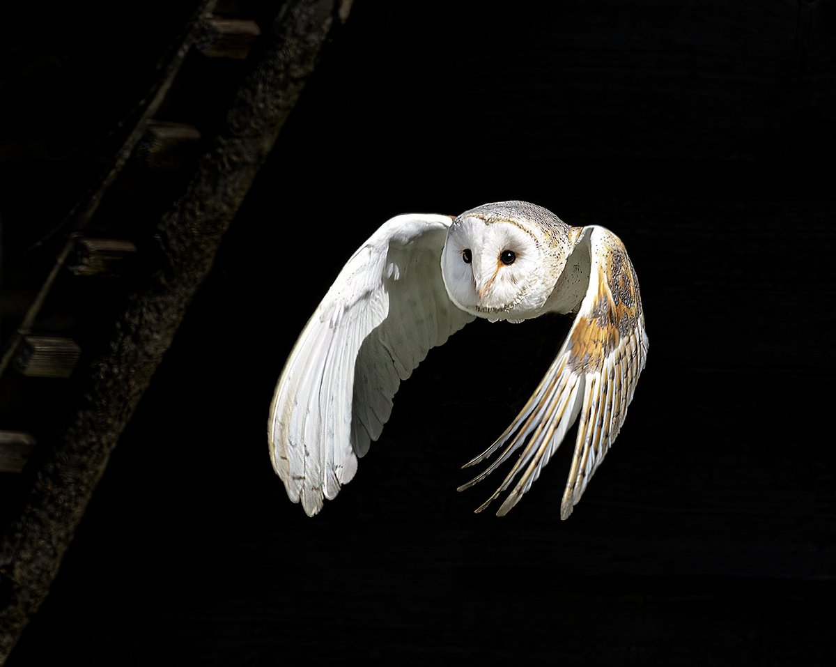 What a stunning image of a barn owl taken by Sheffielder John Scholey 😍