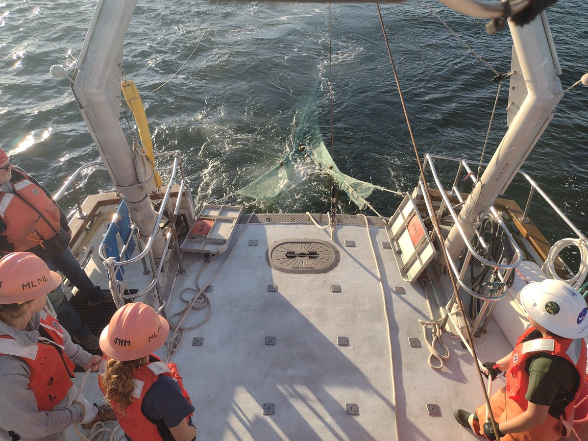 Amanda S. Kahn (@amandaskahn) on Twitter photo <a href="/MLMLmarinesci/">Moss Landing Marine Labs</a> marine ecology class cruise day! Here, students learned how to deploy the net in the water under Captain Brian's guidance. <a href="/MLMLmarinesci/">Moss Landing Marine Labs</a> marine ecology class cruise day! Here, students learned how to deploy the net in the water under Captain Brian's guidance.