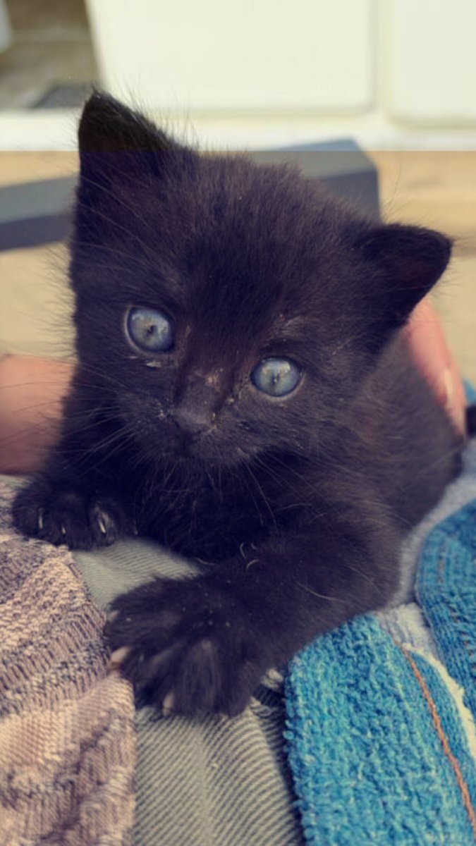 sadkorrigan's tweet photo. Voilà sachez qu’à partir de maintenant l’amour de ma vie c’est lui. Et je vais spam de sa pipounité partout 🥰
Il s’appelle Casis 🐾🐈‍⬛✨ https://t.co/UlCbbVrbgw