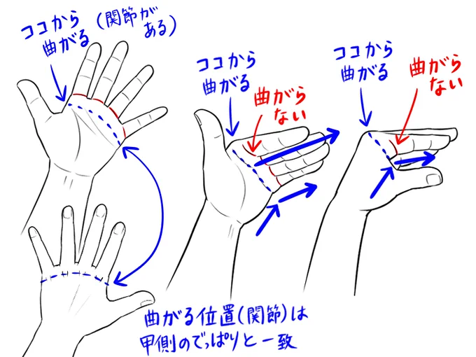 いかにも「ここから曲がる」みたいな指の付け根の線(赤線)から指は曲がらない

曲がるのは青の破線から

「指の付け根の関節」は付け根ではなくて手の平の内部にある

要は手の甲側の出っ張りが「指の付け根の関節」というわけです

#イラスト

毎日この出っ張り見てるはずなのに解らんものですね 