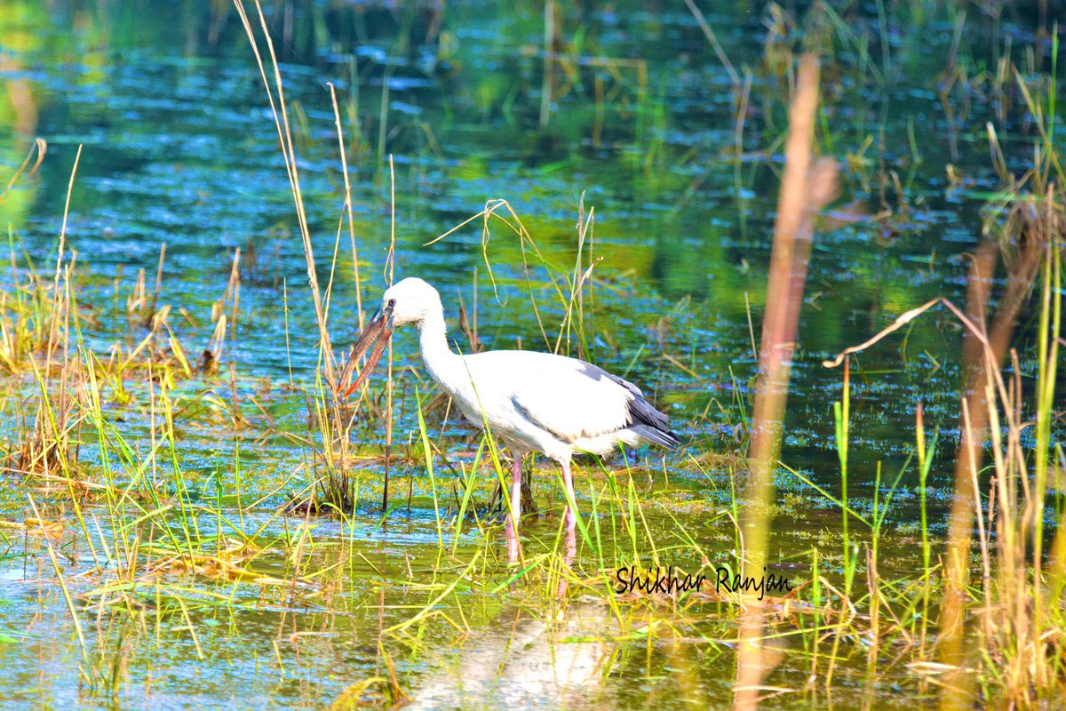 Wildlife Week Bird Series 
Day 4 - Asian Openbill (Anastomus oscitans) 

#WildlifeWeek2023 #WildlifeWeek #wildlife #birdphotography #bird #birdphotography #birding #IndiAves @IndiAves