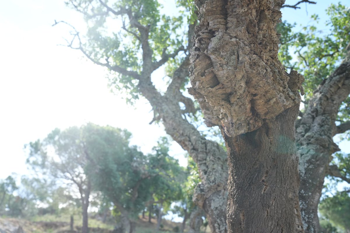 Juanma Moreno tweet media