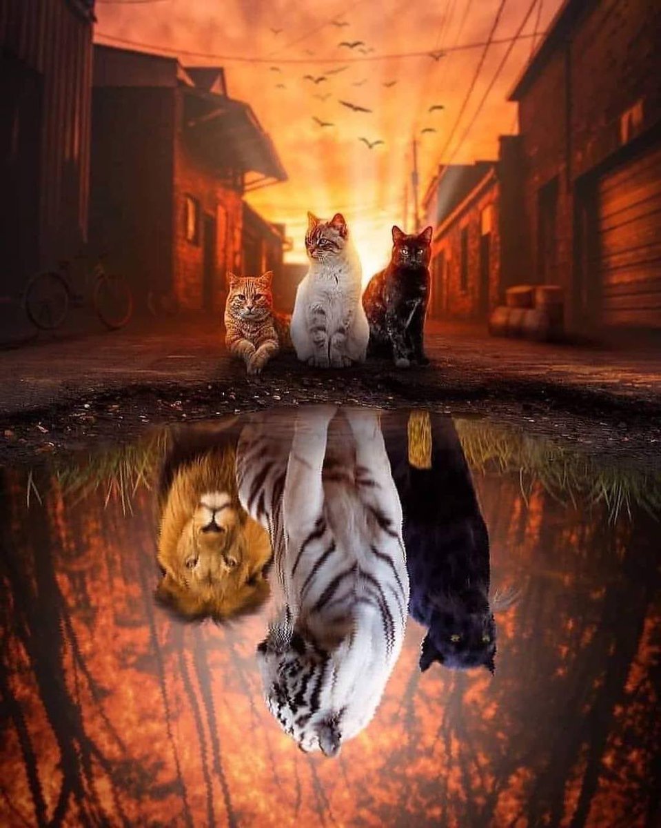 "لا تثق بأحد لمجرد أن أعجبك حديثه
فالحياة أصبحت مظاهر فبعض الأشخاص ظله أكبر من حجمه الحقيقي ." 🤎🌸
#مملكة_المبدعين_للدعم 
#برنس_للدعم_Gp 
#المهنديات_للدعمً