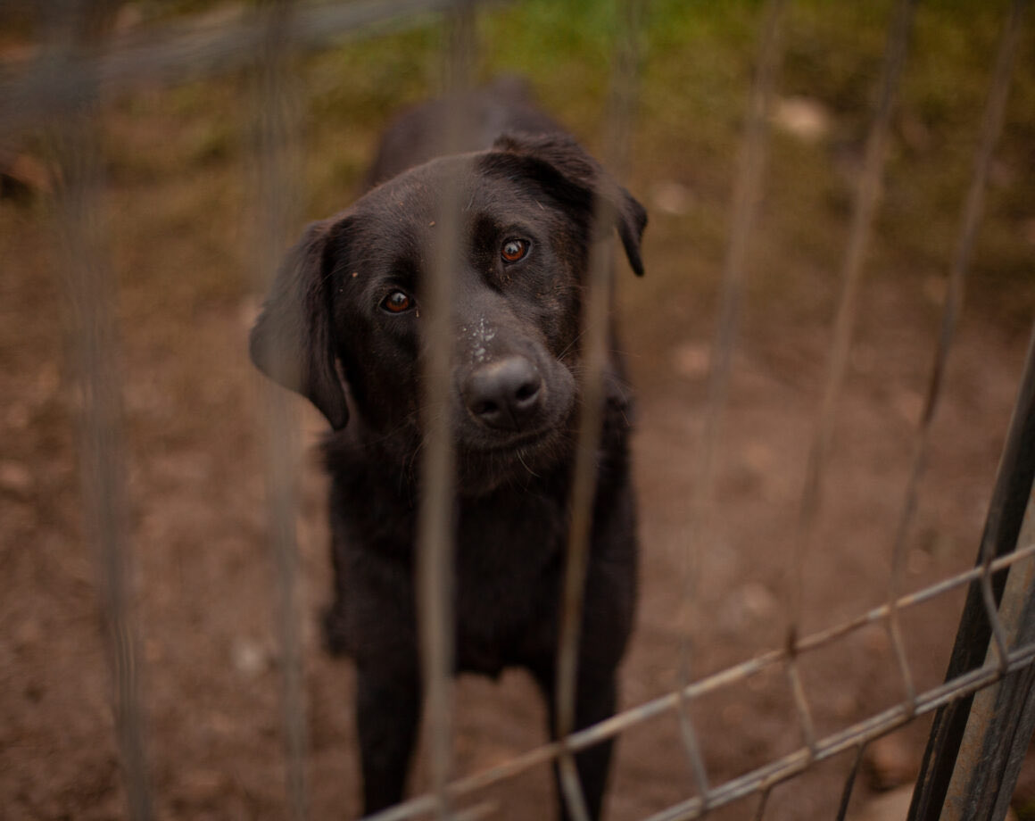 Herz_Streuner's tweet photo. ‼️Sie hat ihn - Stempel „Langzeitinsassin“

Das freundliche Mädel ist 2 Jahre alt &amp; wartet seit sie ein Welpe war 😢 

https://t.co/CrkrUG4lVE

#AdoptDontBuy #AdoptDontShop #rescued #rescuedog #rescue #adoptable #adoptables #dog #dogs #rescuedog #rumänien #tierschutz https://t.co/rDdVX7o1Gc