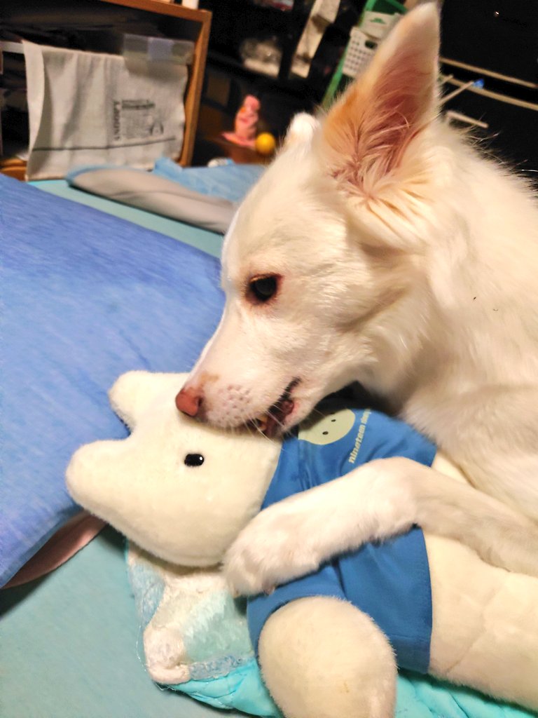 HuskyVanilla's tweet photo. あいら��ゅ〜︎💕︎ぶちゅ〜😚
みたいな？

可愛らしい感じに撮れたけど…これホントはぬいぐるみの鼻をもぎ取ろうとしてるところꉂ🤣
 #保護犬  #元野犬  #ビビリ犬  #いぬのいる暮らし https://t.co/TWBJu2CCOf