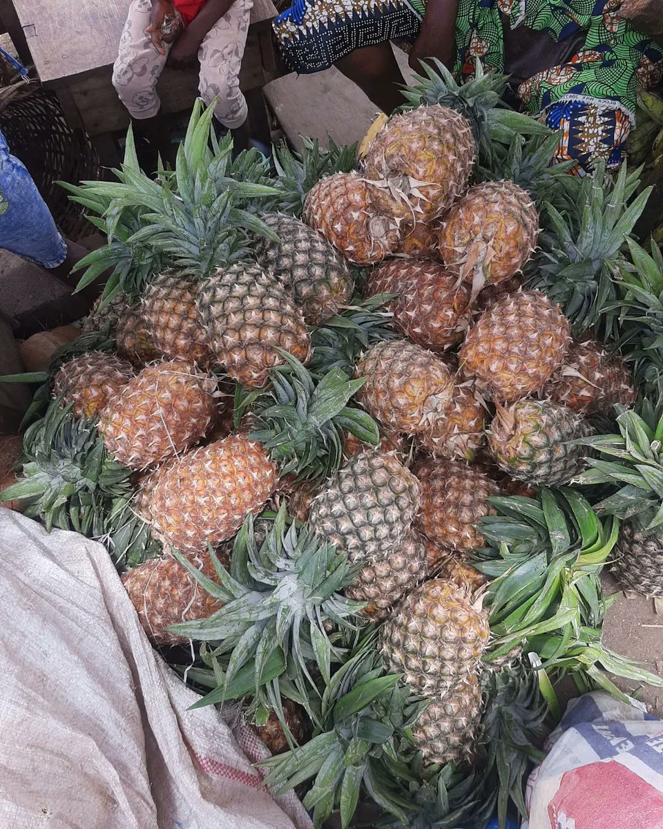 JPadenterprise's tweet photo. Pineapple 🍍 is a tropical fruit that contains nutrients that are rich for the body. It does the following;

Aids digestion 
Boost immunity 
Improve recovery time after a surgery 
Lowers cancer risk 

#juiceup 
#pineapple 
#goodforthebody 
#placeyourorder 
#organicdrink https://t.co/UcOStWGGtL