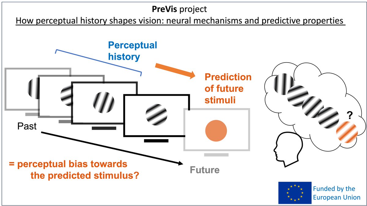 This week the <a href="/MSCActions/">Marie Skłodowska-Curie Actions</a>  “PreVis” project has officially started!
Together with @CollignonOlivi1  at @UCLouvain_be, we will study the predictive properties of perceptual history effects in vision (1/5)