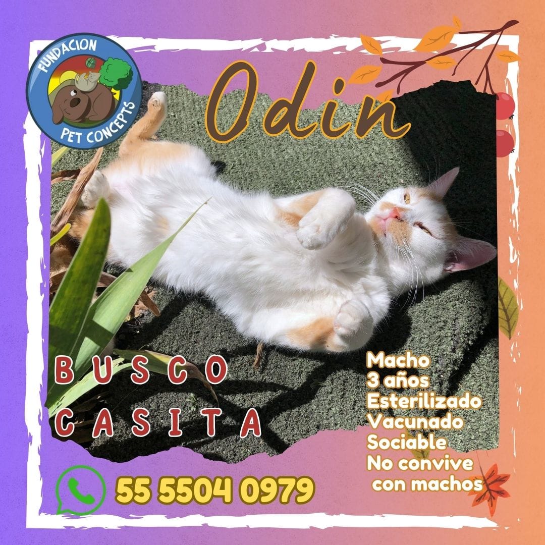 #adoptme #AdoptaNoCompres #OptaPorAdoptar #AdoptaUnAngel #Cdmx #Michi #Michis #AdoptarSalvaVidas