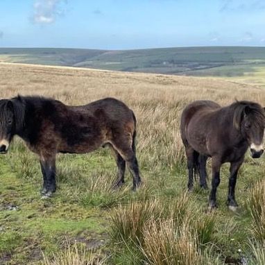 seagate_hotel's tweet photo. When you get out in the fresh air and meet some locals. Can you guess where we’ve been? #northdevon #explorethearea #localsights https://t.co/Ixhhud78rq