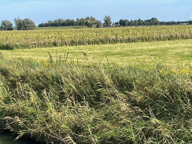 De ANLb Vogelakker bij een Hoeksche Waardse boer staat er begin oktober nog prachtig bij. Is 1e vogelakker van CCHW, hopelijk volgen er meer. Is meerjarig en voor een boer geen moeilijk pakket met plus voor vogels. 75% = oogstbaar eiwitgewas (luzerne/grasklaver) 25% natuurstroken