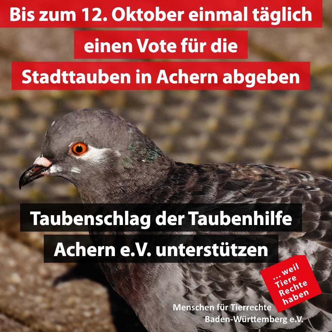 tierrechte_bw's tweet image. Noch im Februar letzten Jahres haben wir gemeinsam für den #Taubenschlag in #Achern gekämpft. Mittlerweile steht dieser Taubenschlag. Ihr könnt ihn finanziell kostenlos #unterstützen, indem ihr bis zum 12. Oktober täglich einmal kurz für den Verein votet: sparkasse-saugut.de/profil/show/f8…