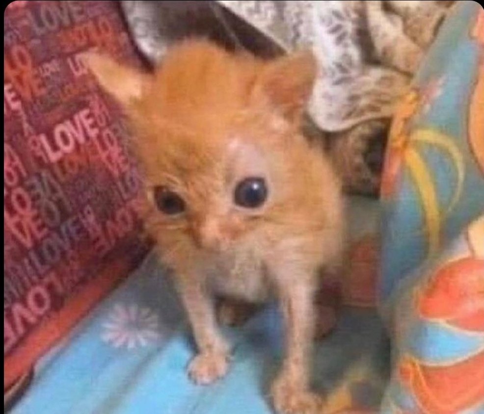 Eu acordando arrependido de ter ido dormir tarde