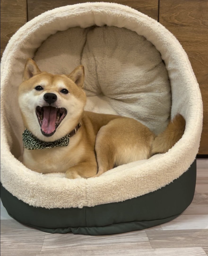 ツボるベッド💓ついに発売したよー✨

room.rakuten.co.jp/room_374f2be76…