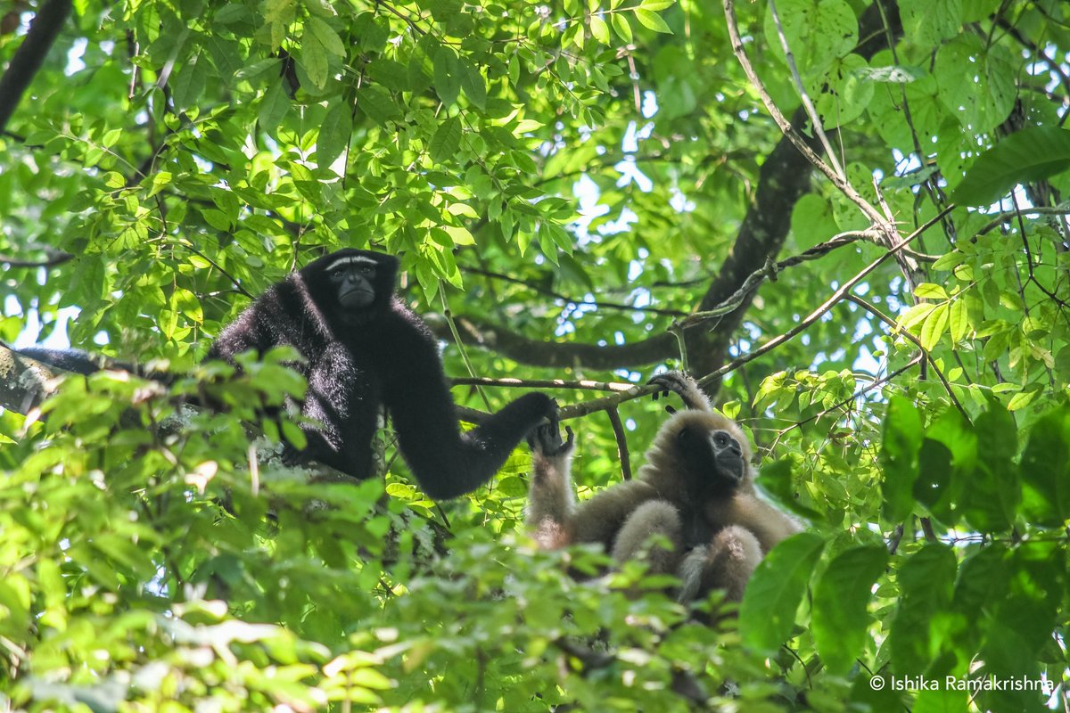 Western hoolock gibbons live in nuclear families that could have 2-5 individuals! Please donate today cwslnk.co/supportyoungsc… so that the voices of the gibbons continue to be heard for generations to come. #HoolockGibbon #Assam #NortheastIndia #primates #fundraiser