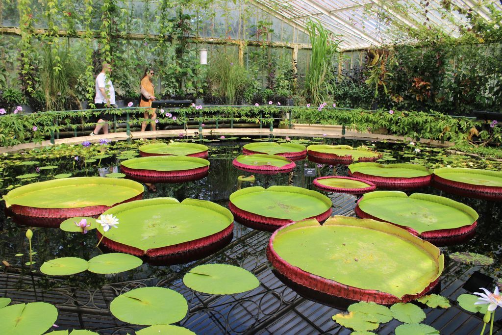 During the summer of 2023, a group of London Green Champions ventured out to southwest London to discover the natural wonders of Kew Gardens. You can see a selection of their photos in a film on our website in the STORIES section.

#empower #educate #advocate #environment