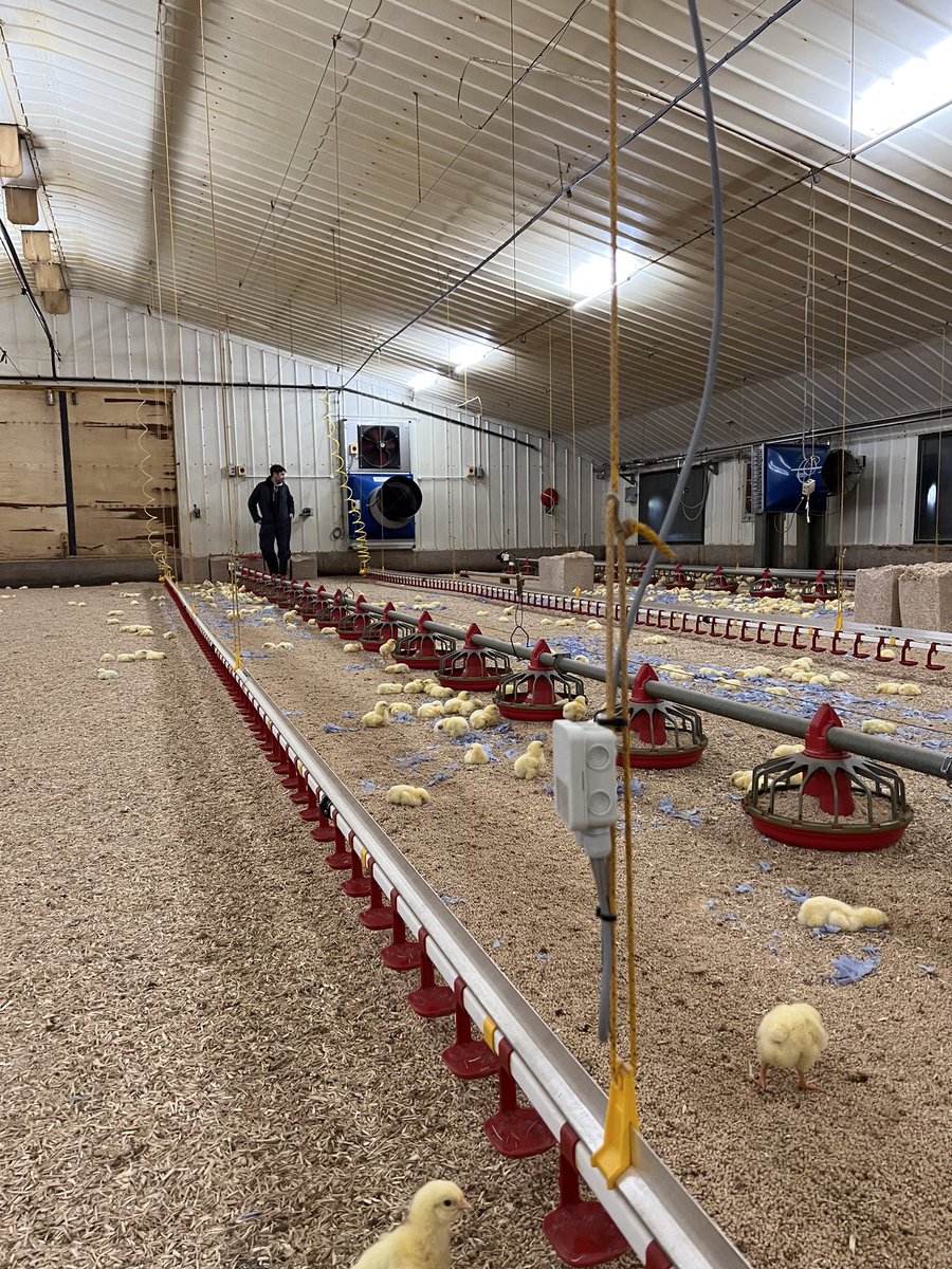 GeotekAgri's tweet photo. A great few days with @MultiheatInter visiting some Switch Superior installs.

Great feedback &amp; some outstanding result 💯

Reducing fuel consumption by 50%-70%, increasing FCR’s, reducing the uses of antibiotics and lowering mortality 

#Geotekagri #Multiheat #SwitchSuperior https://t.co/mH6gGvaKC4