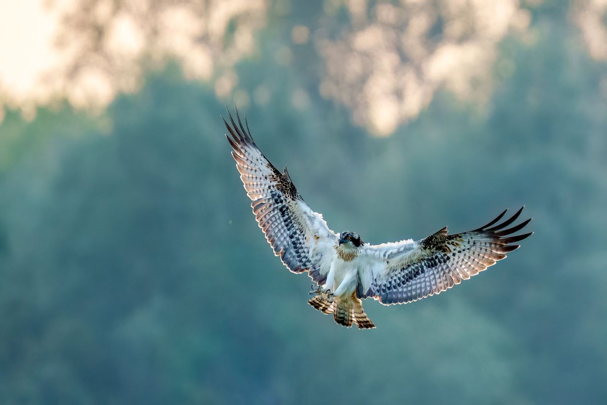 Deze prachtige foto van een visarend werd maandag gemaakt bij pont Buitenhuizen. Gisteren werd er helaas één geraakt door een windmolen, wat duidelijk maakt wat voor problemen roofvogels in onze omgeving tegenkomen.
📷 John Jak
Lezing in #Castricum: kijkopcastricum.nl/nieuws/algemee…