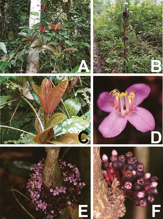 BotJLinnSoc's tweet photo. Combining #Angiosperms353 and #Sanger data supports the reinstatement of the monospecific #genus Myrianthemum, expanding the SE Asian tribe #Dissochaeteae! Find out more below 👇
https://t.co/ovcwmsKyRD
@LinneanSociety @OxfordJournals https://t.co/IcMOTrSV1d