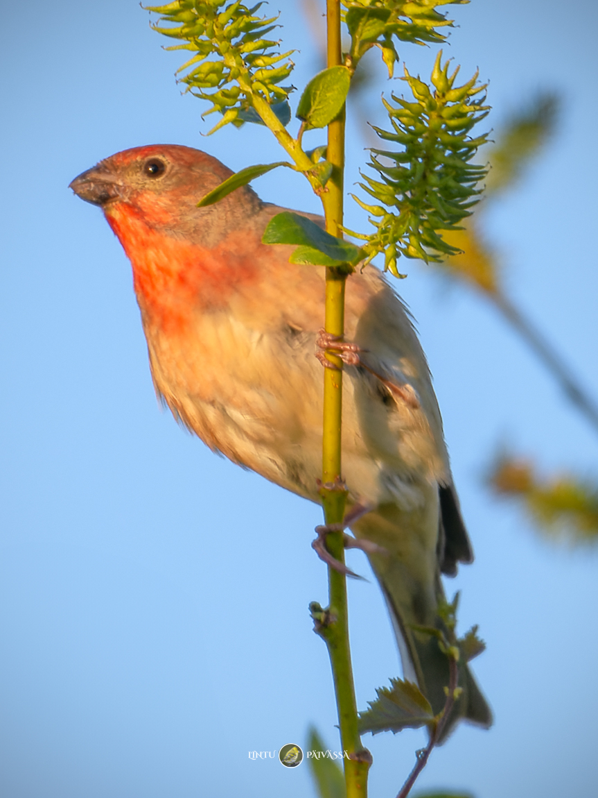 Punavarpunen • Rosenfink • Rosefinch
(Carpodacus erythrinus)