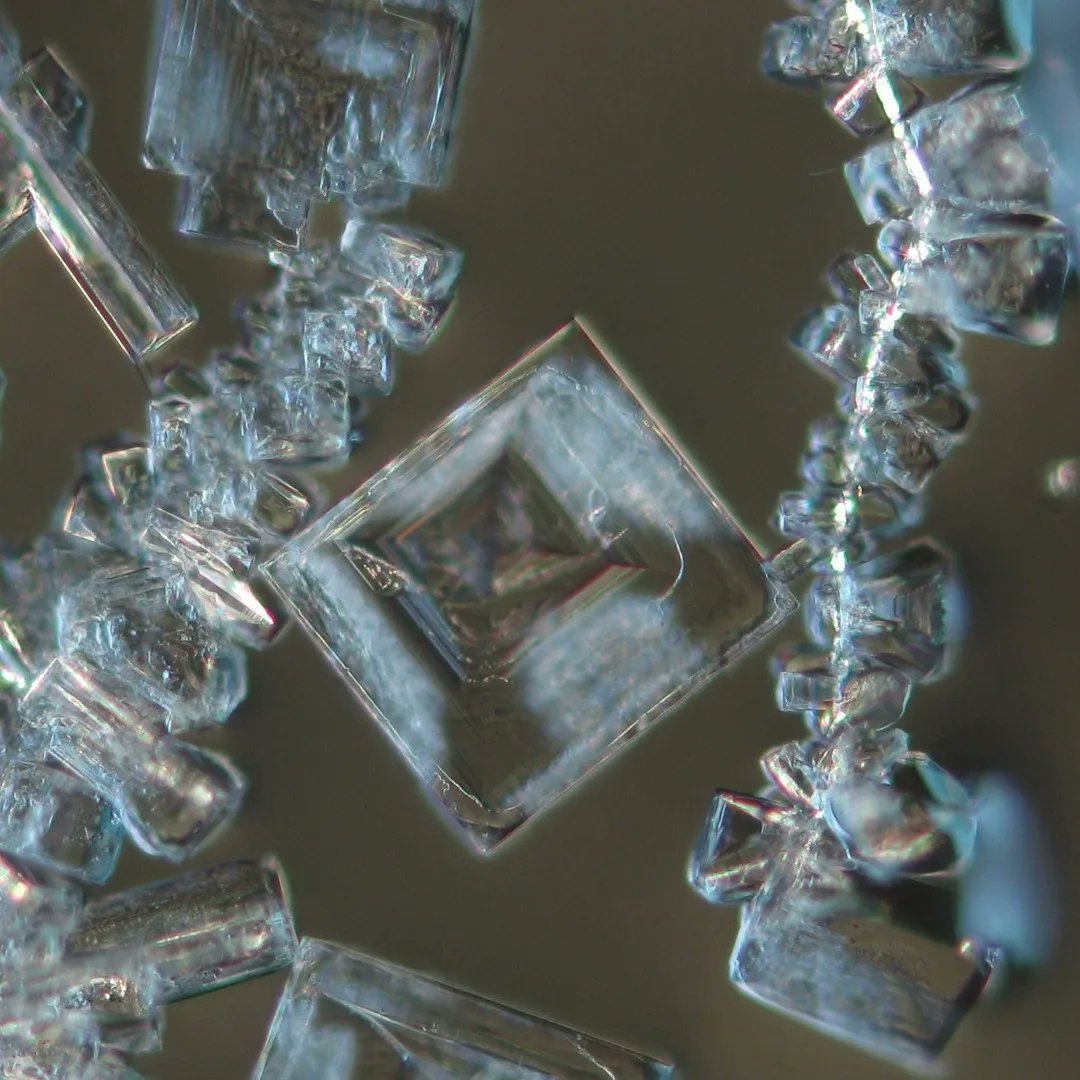 YoungConservators tweet media