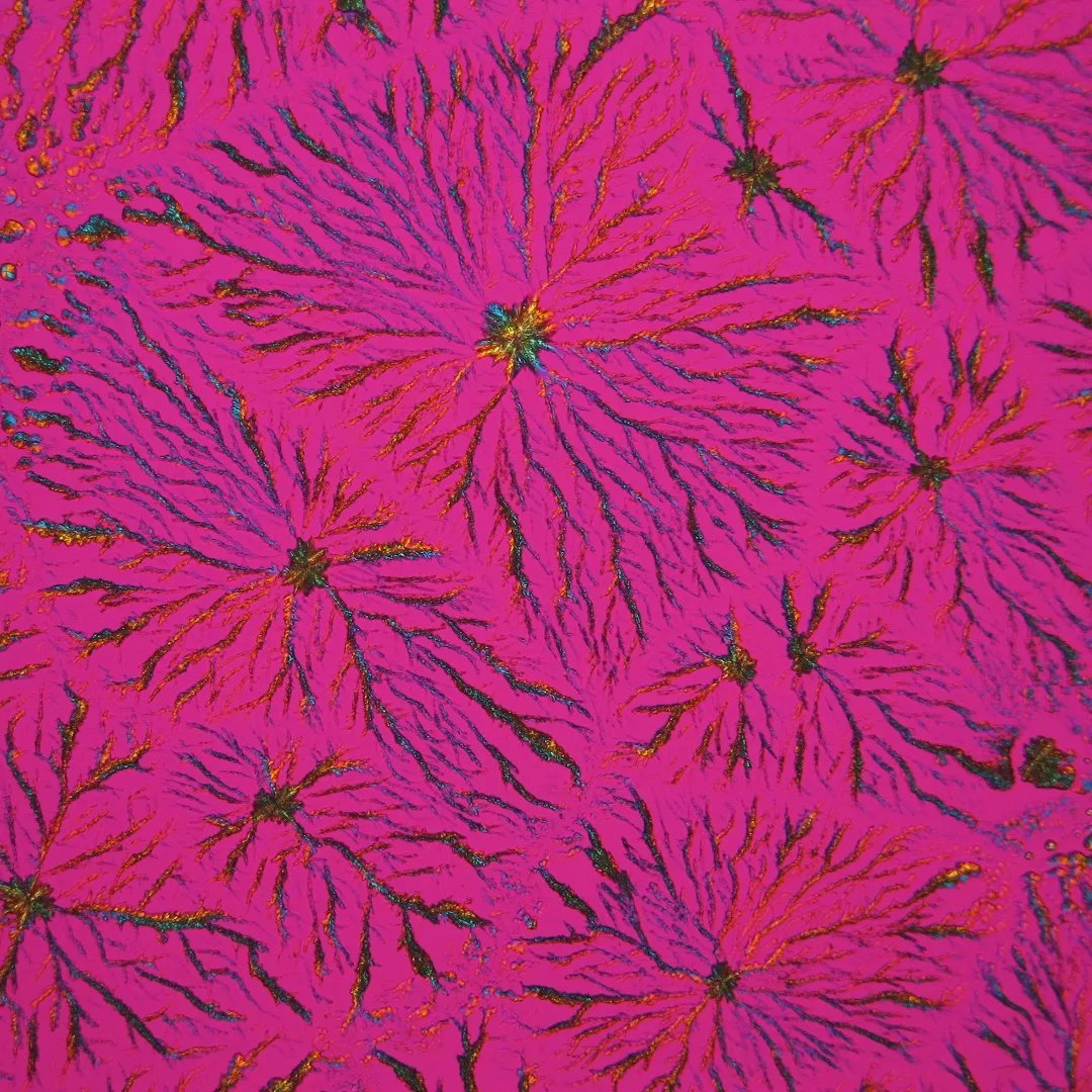 YoungConservators tweet media