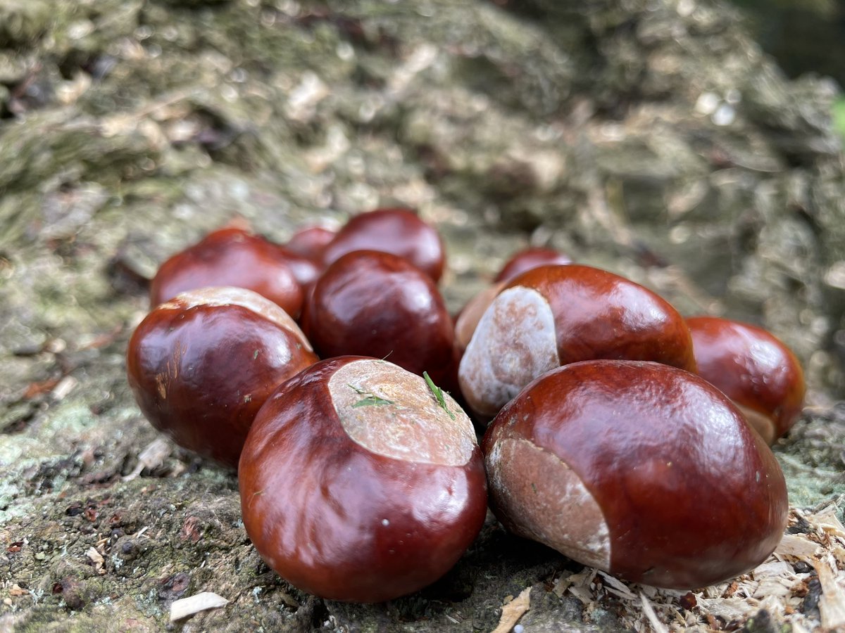 I collected these a few days ago as I LOVE Chestnuts!  Cannot believe kids now aren’t picking them. We used to make little people with matchsticks. A long time ago.  #nostalgia