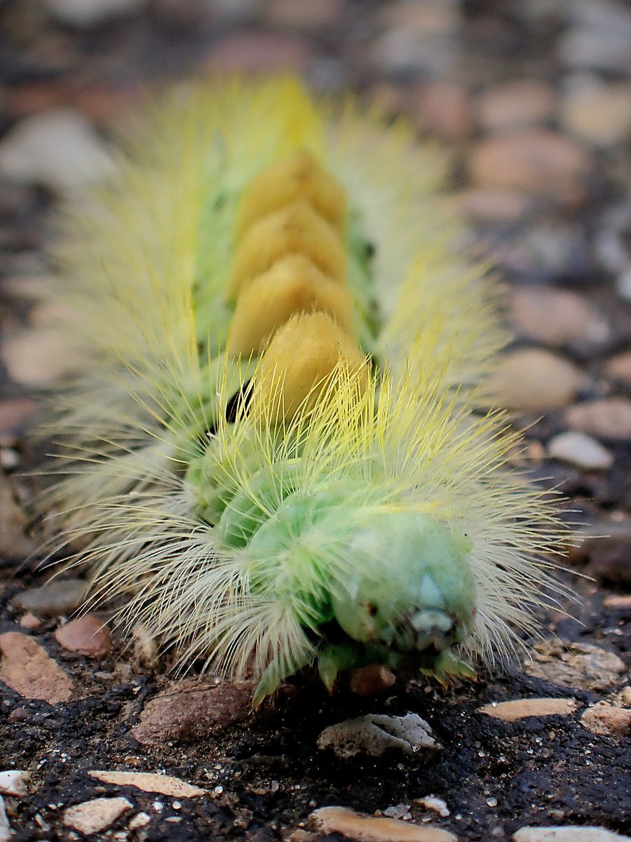 A stunning Pale tussock (Calliteara pudibunda) caterpillar on a mission to find some leaf litter to pupate and overwinter in! 🐛💛 #InsectThursday #naturelovers #wildlife #NatureBeauty #insect #moth #MothsMatter #nature @HolkhamEstate