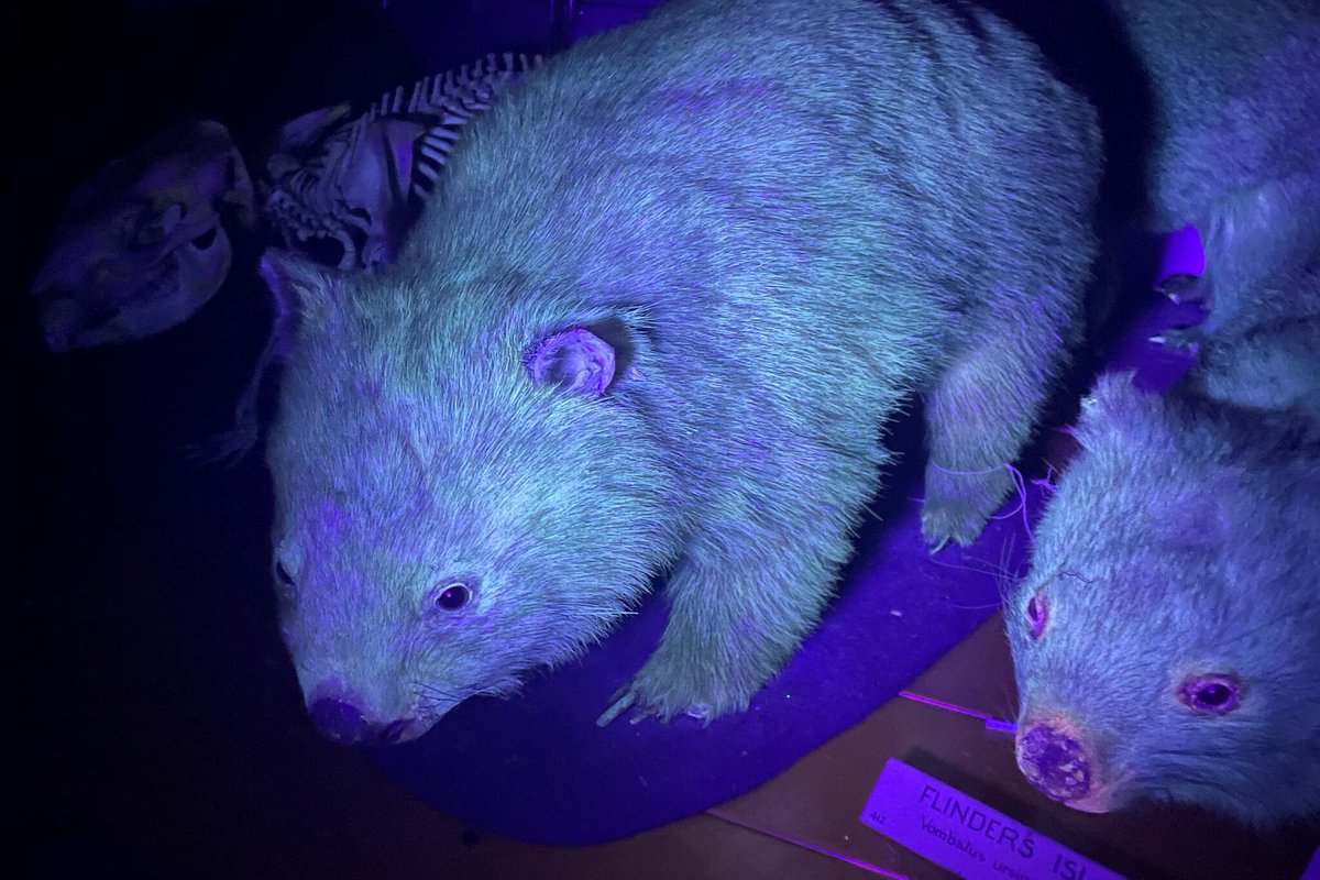 newstalkscience's tweet photo. Live @NewstalkFM: According to new research, Fluorescence in mammals is a lot more common than previously thought! @orankennedy &amp; @healyle are with us now to tell us more! @scienceirel #NTFM #Believeinscience #SFI https://t.co/wtZo1VmheW