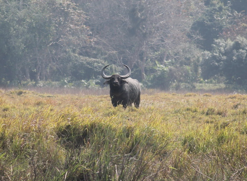 BhakatMeena's tweet photo. #Indiwild 
By #Indiaves inspired me to share few shots #Thephotohour #Thestormhour #Nature #Twitternaturecommunity https://t.co/VbeM4EnCCV