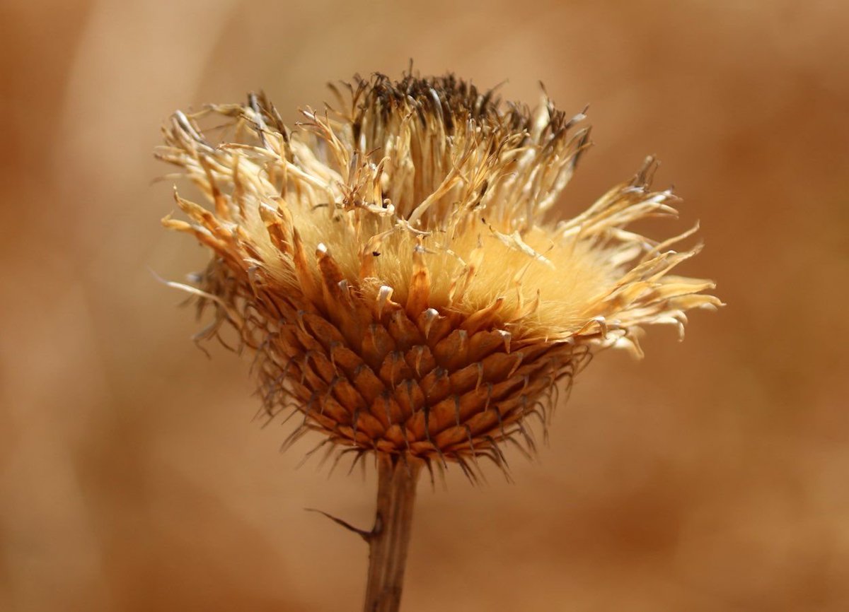 #Rodalquilar, un lugar muy especial en lo que fue una caldera volcánica junto al mar de Alborán. Un antiguo pueblo minero, blanco, alternativo y artístico, rodeado de la naturaleza única del Parque Natural <a href="/CabodeGataNjar/">Cabo de Gata-Níjar</a>. ¿Aún no lo conoces? #Almería 
🟤 aetheriatravels.com/rodalquilar-or…