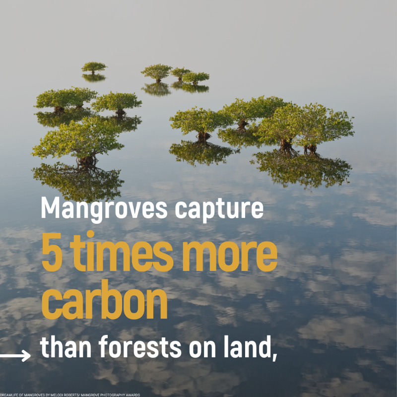 UNEP's tweet photo. Mangroves contribute to the wellbeing, food security, &amp; protection of coastal communities.

Yet, they are being lost at a rate of 3-5 times higher than other forests. Discover their benefits #ForNature &amp; humanity. #GenerationRestoration.

📸 : @MangroveProject