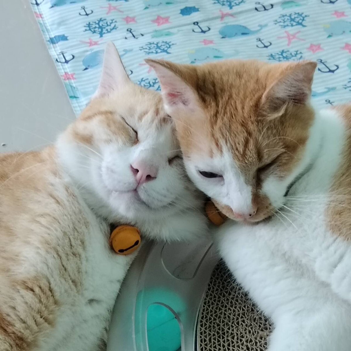 Tiger_Orangecat's tweet photo. วันที่แบบเจอเรื่องให้ขุ่นใจ เสียใจ พอมองแมวตัวเองแล้วแบบ ชั้นต้องสู้!! ชั้นต้องหาเงินมาให้แมวส้มพวกนี้ เห็นพวกหนูกินอิ่มนอนหลับก็ดีใจแล้ว 🥹💕 #แมวส้ม https://t.co/4g5dcsKX60