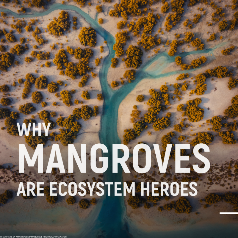 UNEP's tweet photo. Mangroves contribute to the wellbeing, food security, &amp; protection of coastal communities.

Yet, they are being lost at a rate of 3-5 times higher than other forests. Discover their benefits #ForNature &amp; humanity. #GenerationRestoration.

📸 : @MangroveProject
