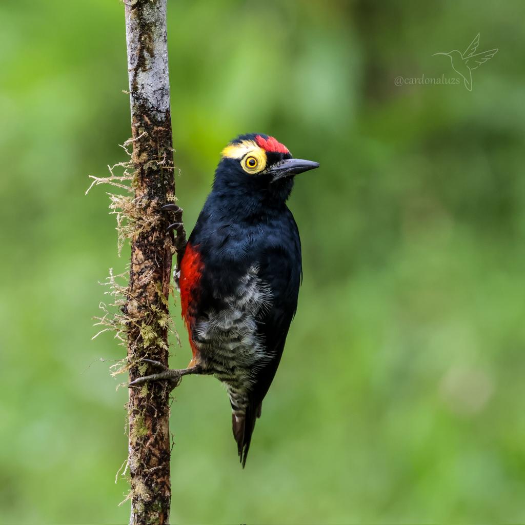 🇨🇴Carpintero cejón 
🔬Melanerpes cruentatus

#xbird #nature #NaturePhotography #birds #xnaturecommunity #avesdecolombia
