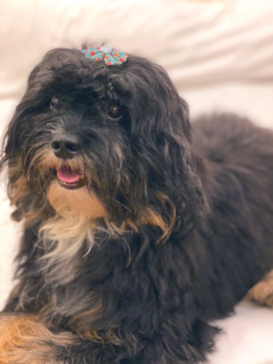 ruthpadriga's tweet photo. Oh Yorkie! 😍Tanggal na pagod ni mommy!❤️ https://t.co/gfLMgei8dM