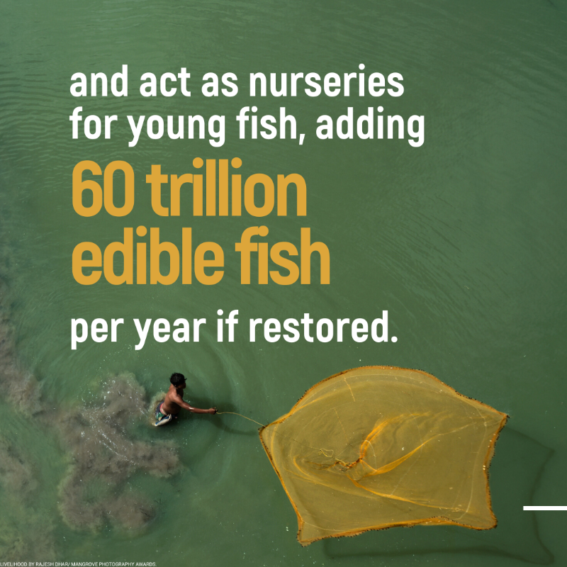 UNEP's tweet photo. Mangroves contribute to the wellbeing, food security, &amp; protection of coastal communities.

Yet, they are being lost at a rate of 3-5 times higher than other forests. Discover their benefits #ForNature &amp; humanity. #GenerationRestoration.

📸 : @MangroveProject