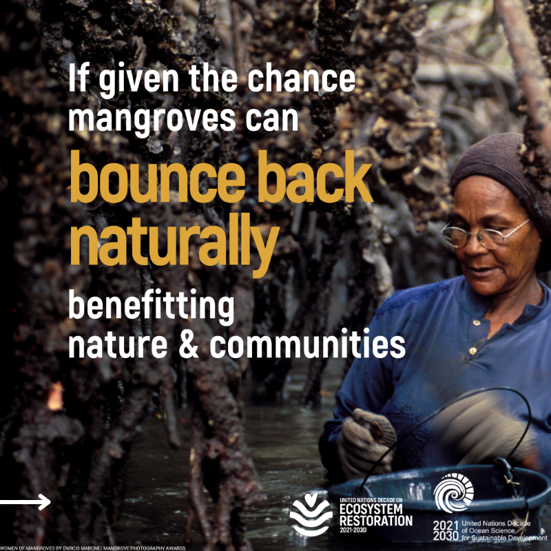 UNEP's tweet photo. Mangroves contribute to the wellbeing, food security, &amp; protection of coastal communities.

Yet, they are being lost at a rate of 3-5 times higher than other forests. Discover their benefits #ForNature &amp; humanity. #GenerationRestoration.

📸 : @MangroveProject