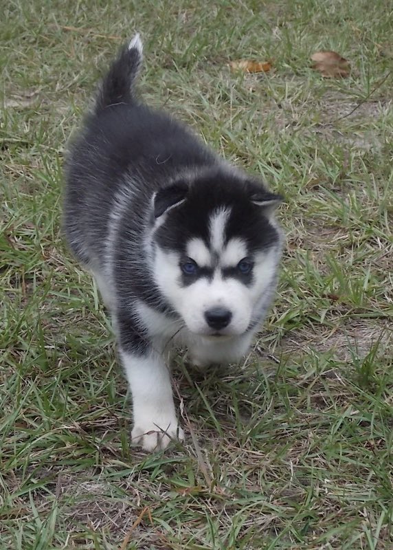 Jonathan the Husky tweet media