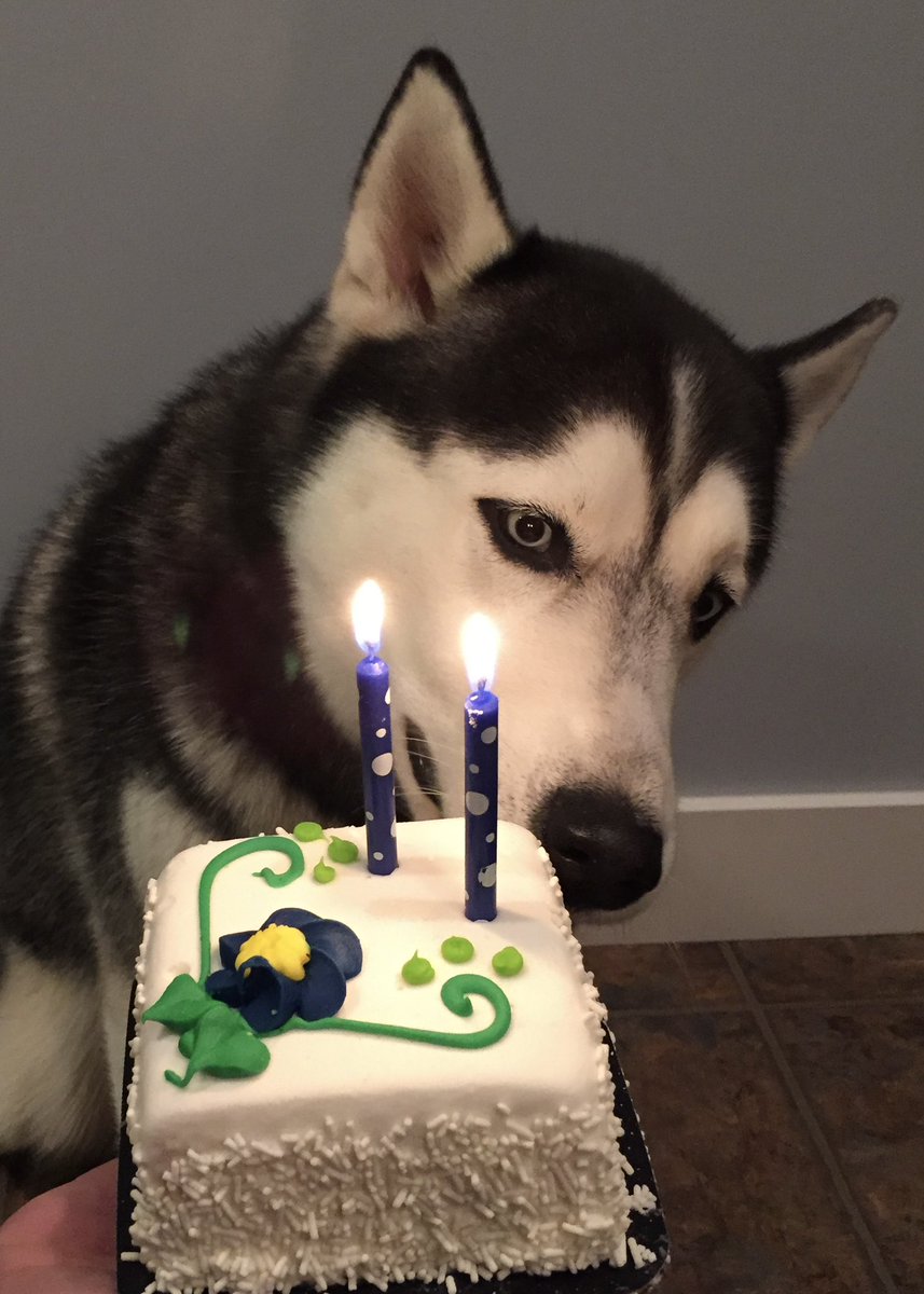 Jonathan the Husky tweet media