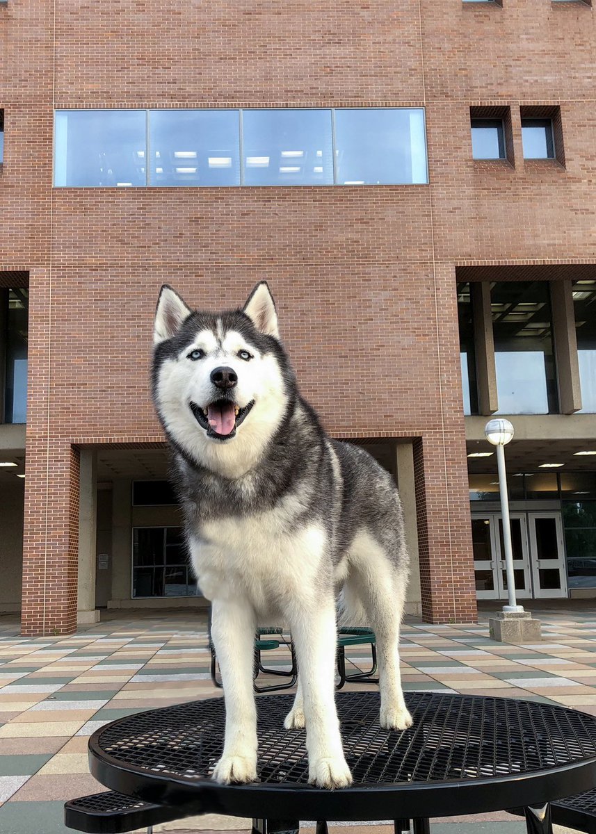 Jonathan the Husky tweet media