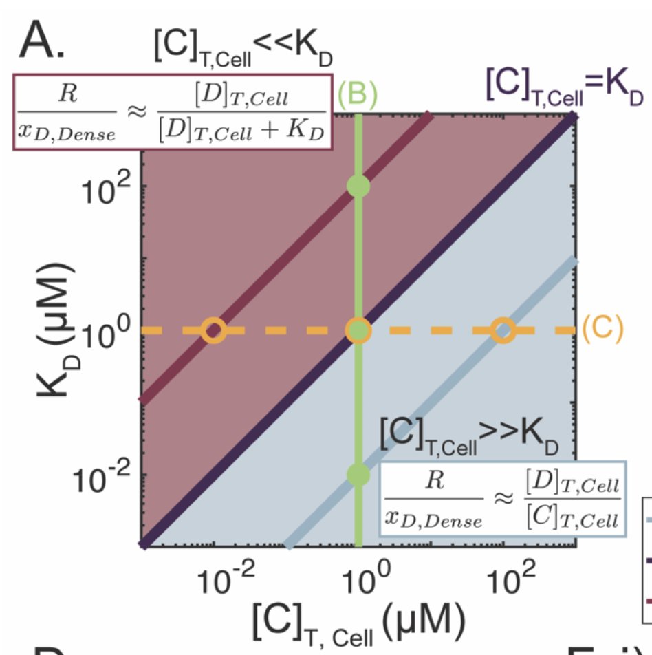 Excited about this beautiful manuscript from Mack <a href="/M_T_Walls/">Mack Walls</a> &amp; Kevin Xu, 2 students in our &amp; <a href="/javalosLAB/">Jose L. Avalos</a>. Mapping out design parameters of synthetic condensates for metabolic flux &amp; other applications. Organelle engineering is heating up! biorxiv.org/content/10.110…
