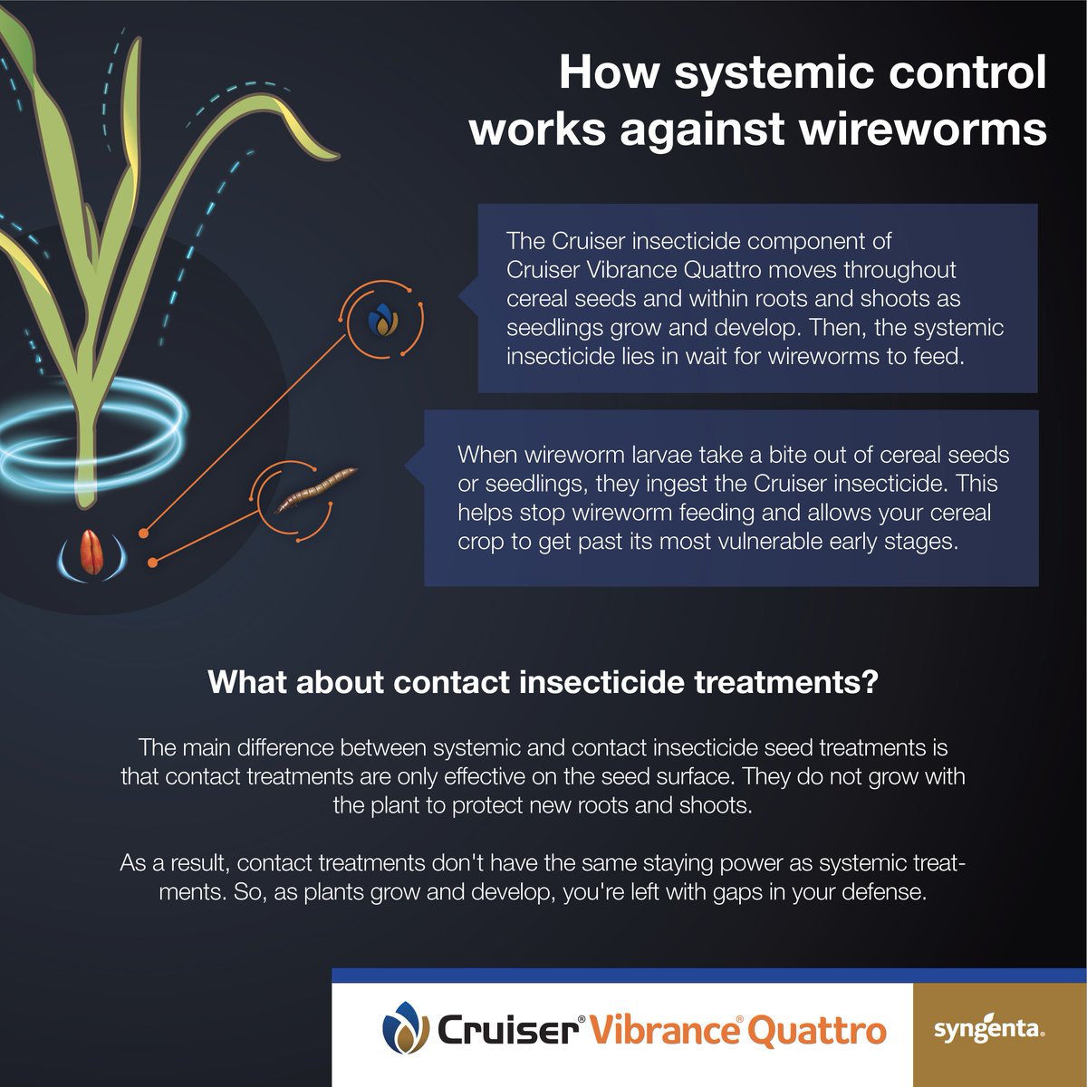 When we talk about Cruiser® Vibrance® Quattro seed treatment having “systemic” protection against wireworms, what does that actually mean and how  does it stack up? Find out in this one-pager: bit.ly/3PA5nER