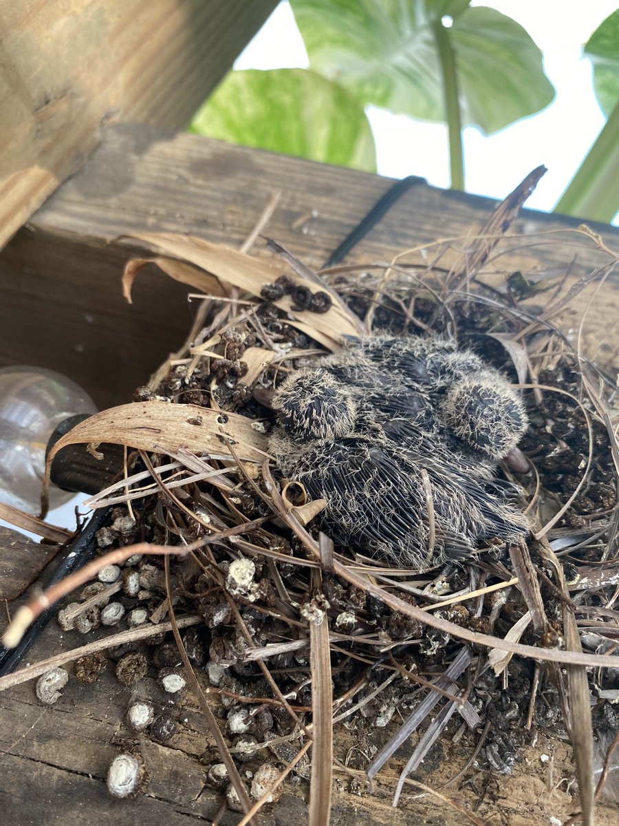 Found a couple of new fledglings this morning. New life! Love it.