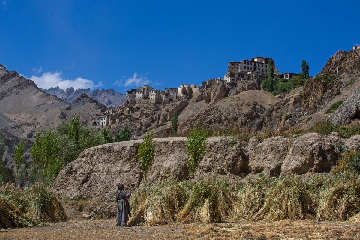 bhat_abid's tweet photo. #villagestyle #villagelife #Ladakh #paddy #agriculture #women #work #men #mountains https://t.co/4JXNlyPd7I