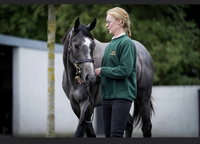 agentjinks's tweet image. Very lucky to be part of team @StauffenbergBS for @Goffs1866 Orby sale 🥰