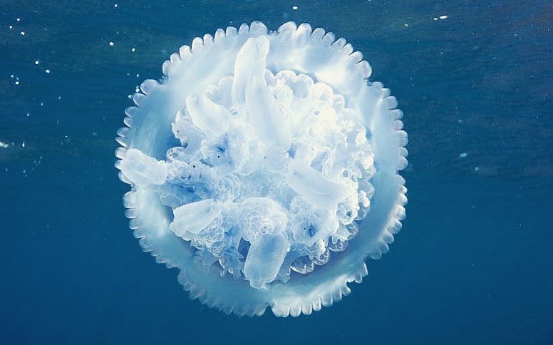arathrim's tweet photo. Giant barrel jellyfish, Rhizostoma pulmo, Ayvalık sahillerinden muhteşem bir denizanası. Bu canlıyı ilk defa pırıl pırıl bir denizde görüyorum. Marmara’da güzel bir günde çektiğim suyun rengini hafif mavileştirdiğim bir kare vardı elimde. Sergilerde de bastırmıştım bu kareyi. https://t.co/rOggLFZRW9