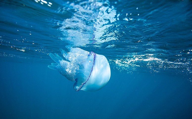 arathrim's tweet photo. Giant barrel jellyfish, Rhizostoma pulmo, Ayvalık sahillerinden muhteşem bir denizanası. Bu canlıyı ilk defa pırıl pırıl bir denizde görüyorum. Marmara’da güzel bir günde çektiğim suyun rengini hafif mavileştirdiğim bir kare vardı elimde. Sergilerde de bastırmıştım bu kareyi. https://t.co/rOggLFZRW9